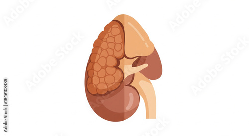 An illustration of a human kidney, depicting its structure and internal organ systems
