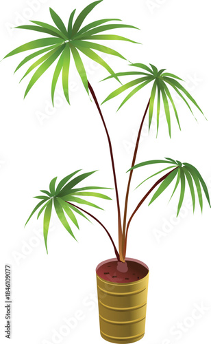 Potted Umbrella Plant with Green Fan Leaves