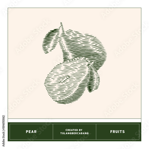 Engraving illustration of pear