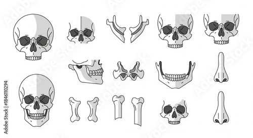 Detailed vector illustration set of human skeletal anatomy, including various skull views, mandibles, and individual bone structures for medical and educational purposes