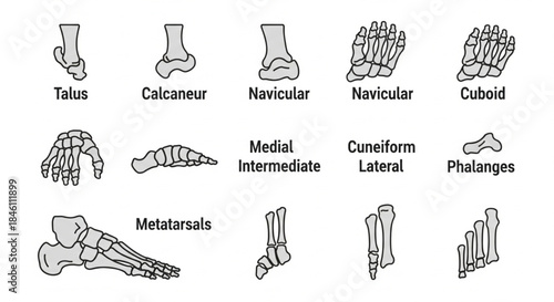 Anatomical illustration of human foot bones, depicting detailed skeletal structures like tarsals, metatarsals, and phalanges, essential for medical and biological study