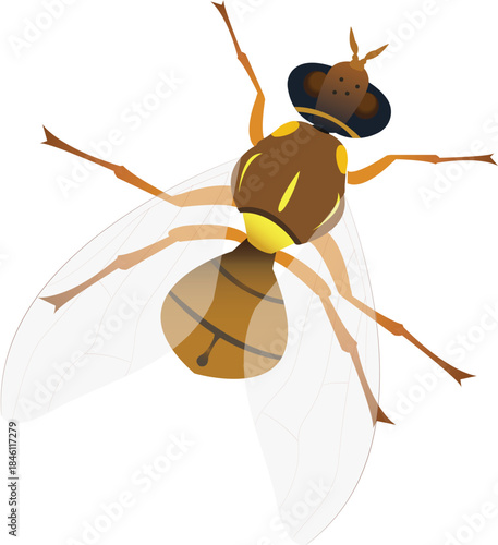 The Oriental fruit fly is a major pest that damages a variety of fruits.