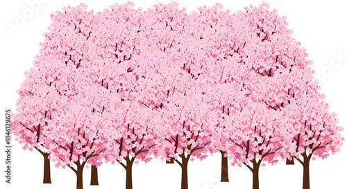 Dense forest of beautiful Japanese cherry blossom trees in full pink bloom, creating a solid wall of spring flowers.