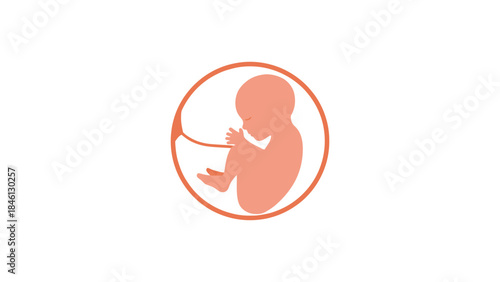 A stylized illustration depicts a human fetus in the womb, curled up and connected by the umbilical cord to the placenta.