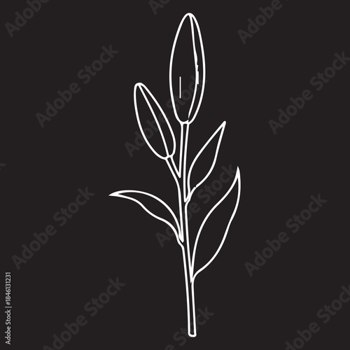 black and white flowers