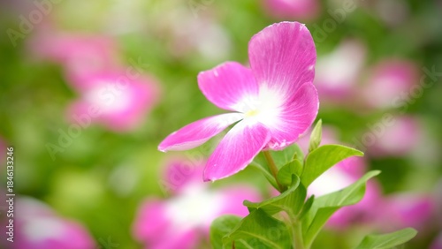 Catharanthus roseus or Madagascar periwinkle with bokeh blossom in garden