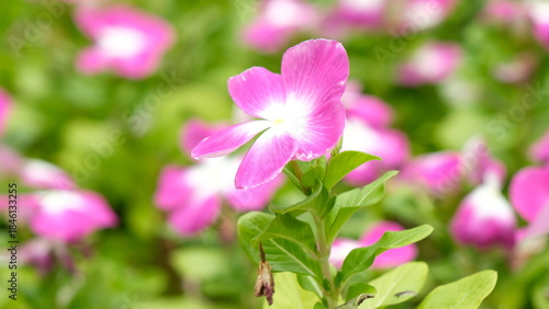 Catharanthus roseus or Madagascar periwinkle with bokeh blossom in garden