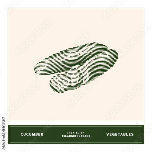 Vector illustration of cucumber