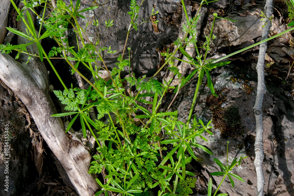 Fototapeta premium Rough Bedstraw (Galium asperellum)