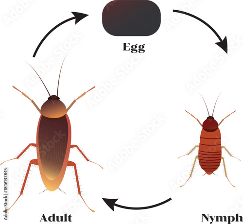 Cockroaches are common and hardy insects capable of tolerating a wide range of climates, from Arctic cold to tropical heat.