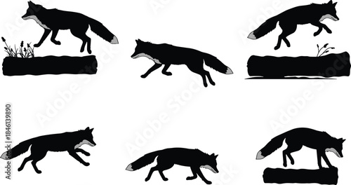 Fox silhouette collection, running jumping fox poses, wildlife animal illustration set, black fox shapes isolated on white background