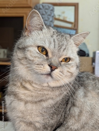 Beautiful gray British cat with amber eyes