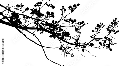 Vector illustration of natural oak tree branch with leaves