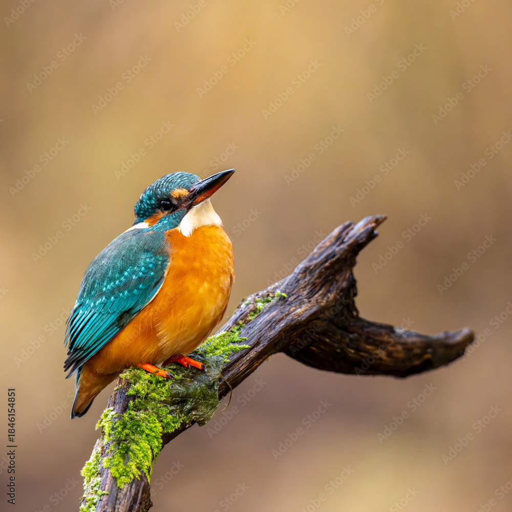 Fototapeta premium Eisvogel - Kingfisher
