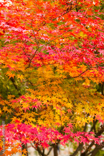 Autumn leaves of red color maple tree, fall season change