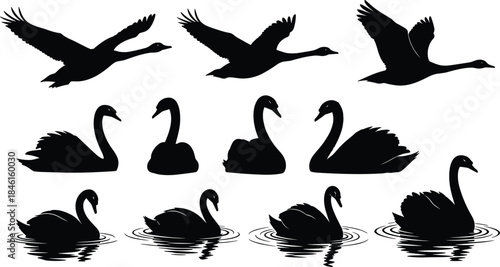 Swan, silhouette, bird, flying, swimming, floating, water, ripple, nature, graceful, posture, black, white, vector, flat, collection, illustration, cad drawing flat vector illustration