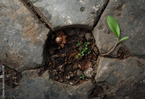plant in the soil
