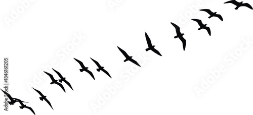 Bird, flight, silhouette, motion, sequence, wings, airborne, diagonal, nature, posture, black, white, vector, flat, illustration, dynamic, movement, cad drawing flat vector illustration