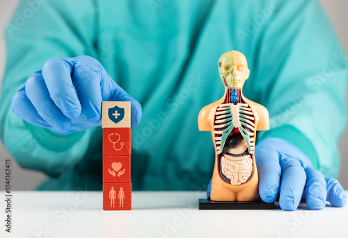 Photography The doctor displays an anatomical model next to wooden cubes with health icons