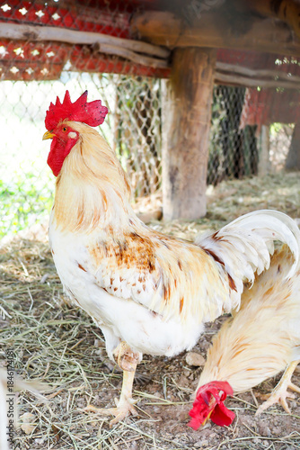 Roosters with Bright Red Combs on a Farm