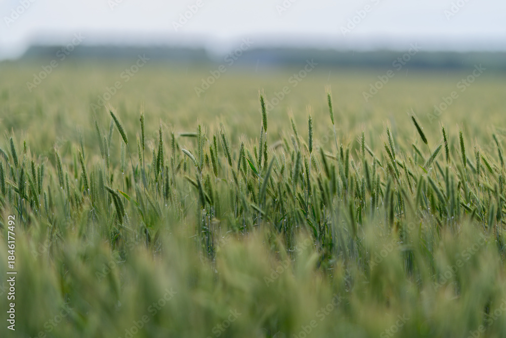 Fototapeta premium A Lush Green Wheat Field Stretching Under the Soft, Gentle Morning Light of Early Daybreak