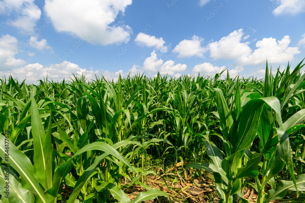 Obraz premium A Beautiful and Absolutely Vibrant Green Cornfield Set Under a Bright and Clear Sky Above