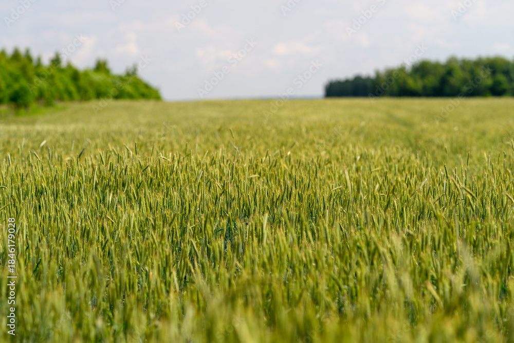 Obraz premium A Beautiful and Vast Wheat Field Stretching Under a Clear Blue Sky on a Sunny Day
