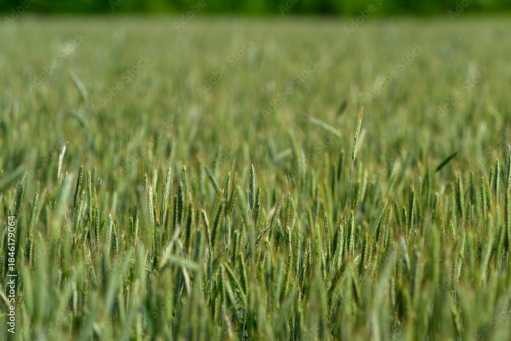 Fototapeta premium A Lush Green Wheat Field Flourishing Harmoniously Under Bright and Sunny Weather Conditions
