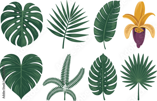 Tropical botanical leaf illustration set, monstera leaves, palm fronds, banana leaf, banana flower, exotic jungle foliage collection
