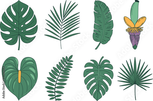 Tropical botanical leaf illustration set, monstera leaves, palm fronds, banana leaf, banana flower, exotic jungle foliage collection