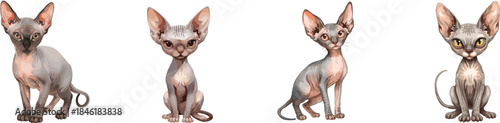 sphynx cat set, stand. Hairless kitty pet with bald skin. Cute grey character with big ears and yellow eyes. Watercolor isolated on white