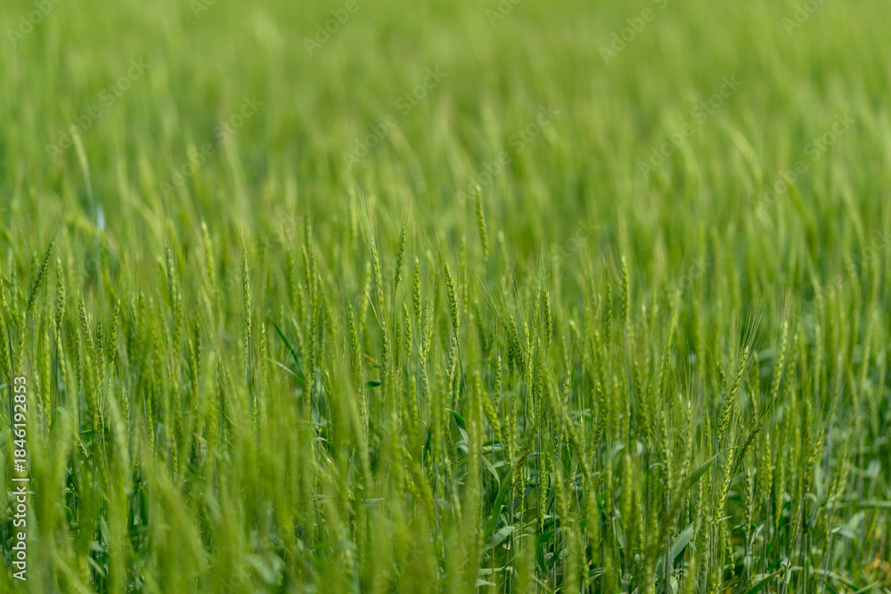 Obraz premium Lush, green wheat fields beautifully spread out under the bright sunlight shining down
