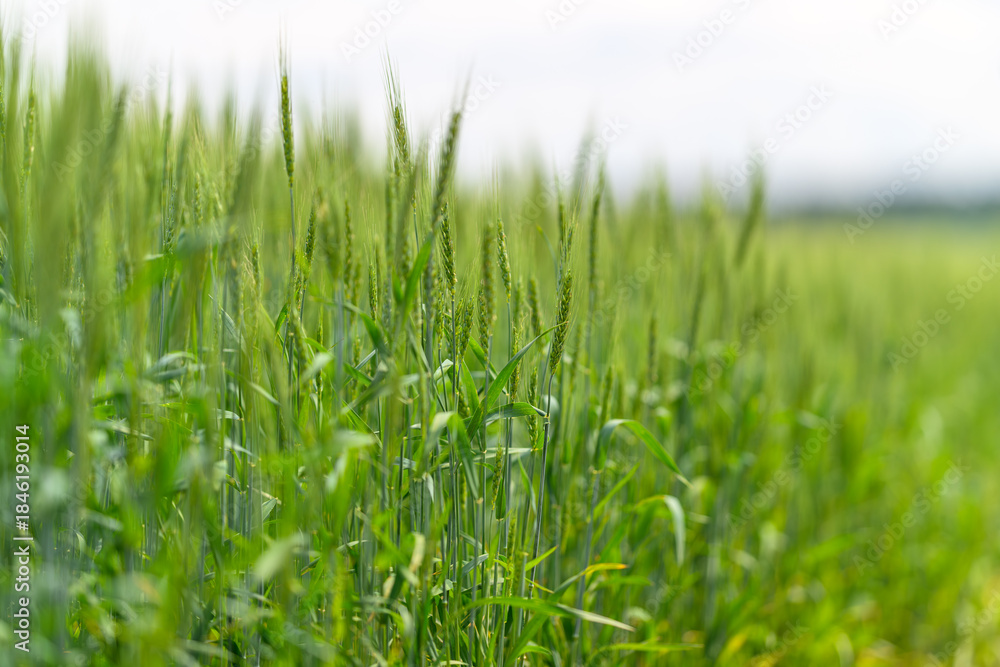 Fototapeta premium A Lush Green Field of Wheat Plants Located Beneath a Beautiful Cloudy Sky Filled with Nature