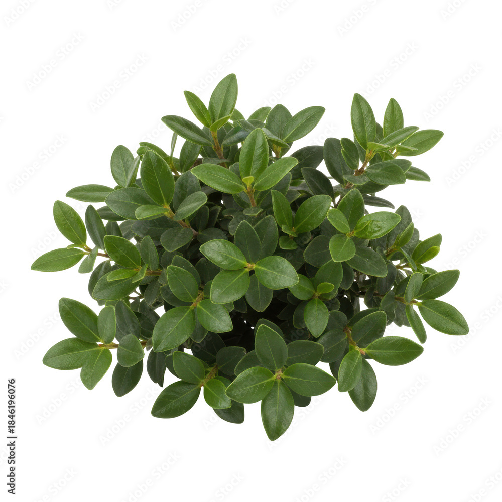 Fototapeta premium A Lush Green Bush with Dense Foliage Isolated on a Stark transparent background