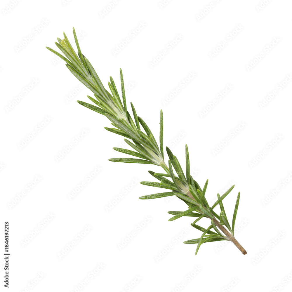 Fototapeta premium A single sprig of fresh green rosemary isolated on a stark transparent background