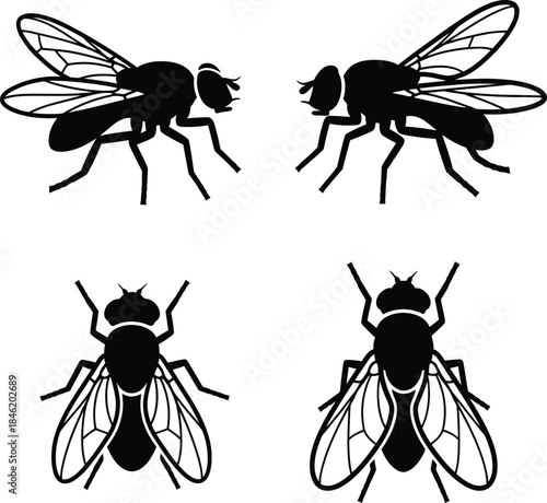 silhouette black flies on white background for insect logo design.
