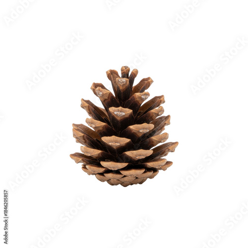 Detailed natural pinecone isolated on a solid transparent background showing intricate woody texture