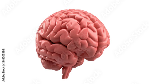 Realistic human brain model isolated PNG, anatomical organ for medical study and educational resources on transparent background