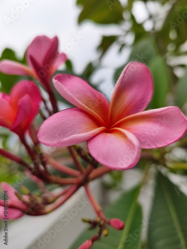 Beautiful pink frangipani or plumeria flowers blooming on a tree branch in a tropical garden.