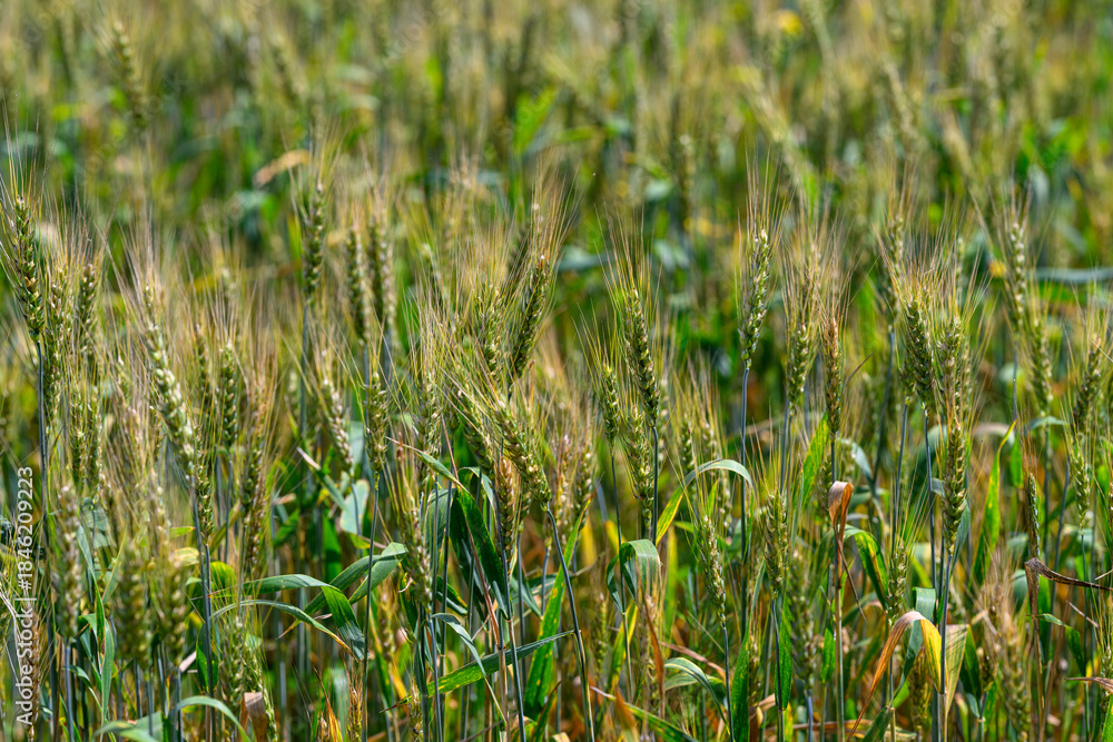 Fototapeta premium A picturesque and lush green millet field thriving under bright sunlights warm rays