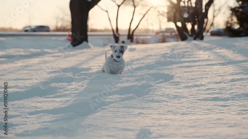 Playful Jack Russell Terrier dog joyfully jumping through deep snow on a bright winter day. Cars pass in the background as the dog barks on snowy landscape. POV view