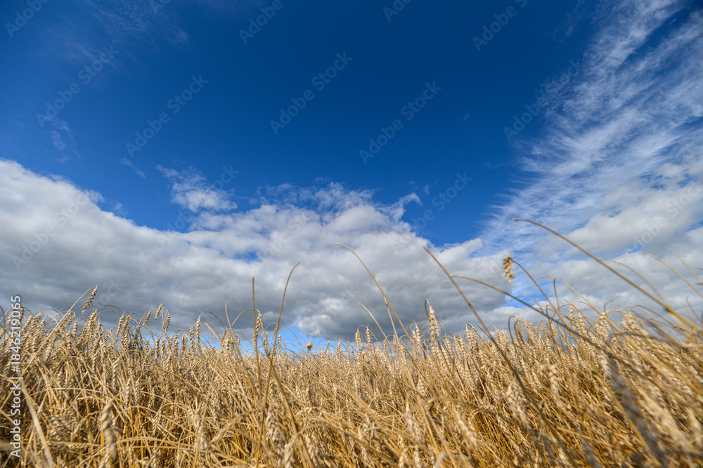 Fototapeta premium A Golden Wheat Field Basks Under a Brilliant Blue Sky with Dramatic, Fluffy Clouds Above