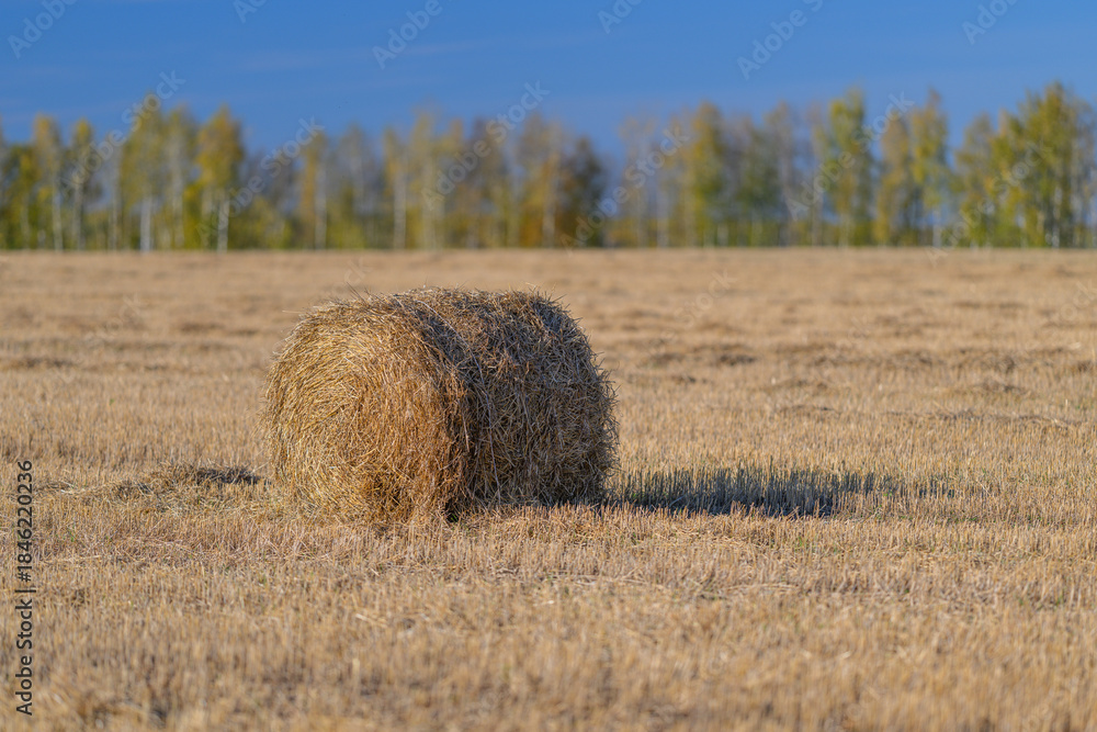 Fototapeta premium Golden Hay Bales Nestled in a Serene and Picturesque Field Landscape Filled with Natural Beauty