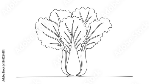 A minimalist line drawing of a head of Napa cabbage, showcasing its layered leaves and thick stem.