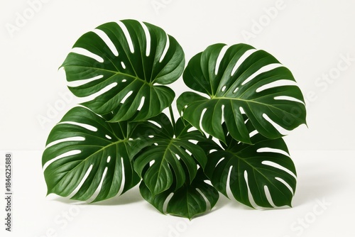 Dark green monstera foliage arranged as dense jungle cluster on white background large striped leaves with natural holes tropical botanical wall art for modern interior design