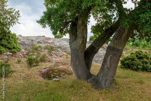 Quercus suber an der Nuraghe Loelle bei Budduso