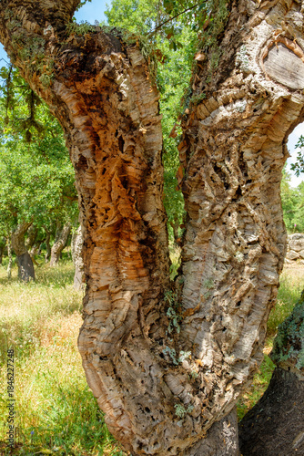 Quercus suber Korkeiche Rinde