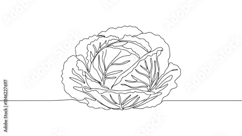 A minimalist line drawing of a fresh green cabbage with visible leaves and a textured surface.