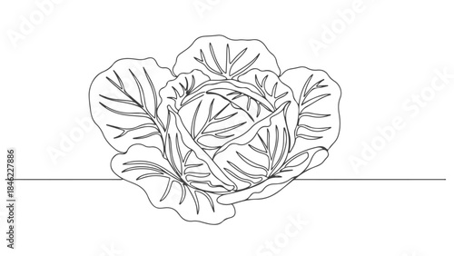 A detailed line drawing of a fresh head of cabbage with visible leaves and veins, resting on a horizontal line.