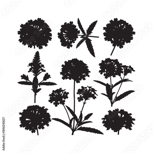 Verbena Flower Silhouettes Collection,Verbena Flower Silhouettes,Vector Verbena Flower Silhouettes,Garden Flower Silhouettes,verbena vector